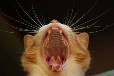 cat yawn